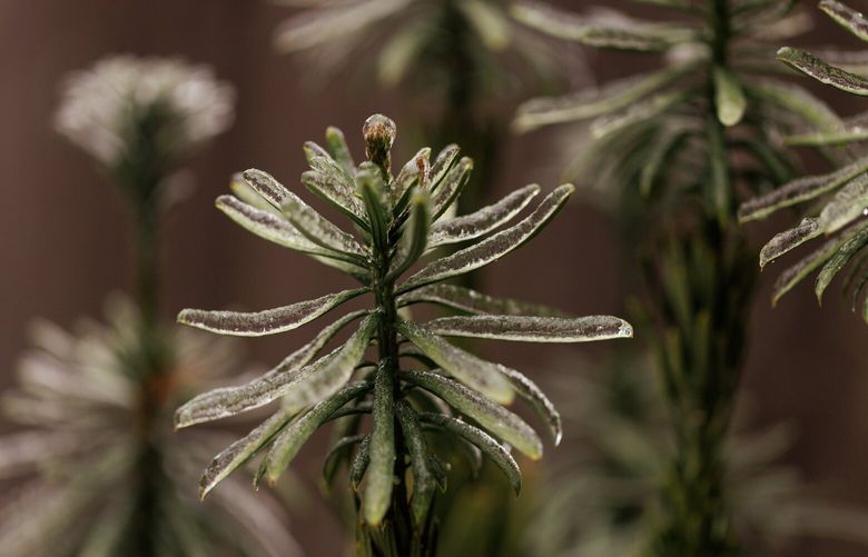 A layer of ice coats plants in West Seattle Friday morning Dec. 23, 2022. 
 222546