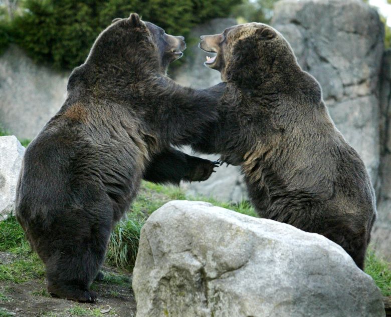Keema, Woodland Park Zoo's 'curious and choosy' grizzly bear, euthanized |  The Seattle Times