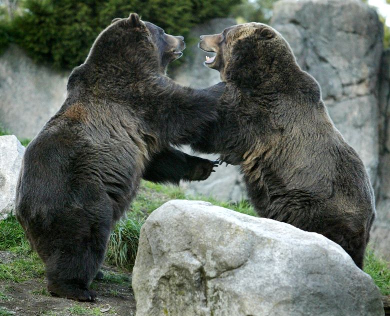 Keema, Woodland Park Zoo's 'curious and choosy' grizzly bear, euthanized | The Seattle Times Keema, Woodland Park Zoo's 'curious and choosy' grizzly bear, euthanized | The Seattle Times