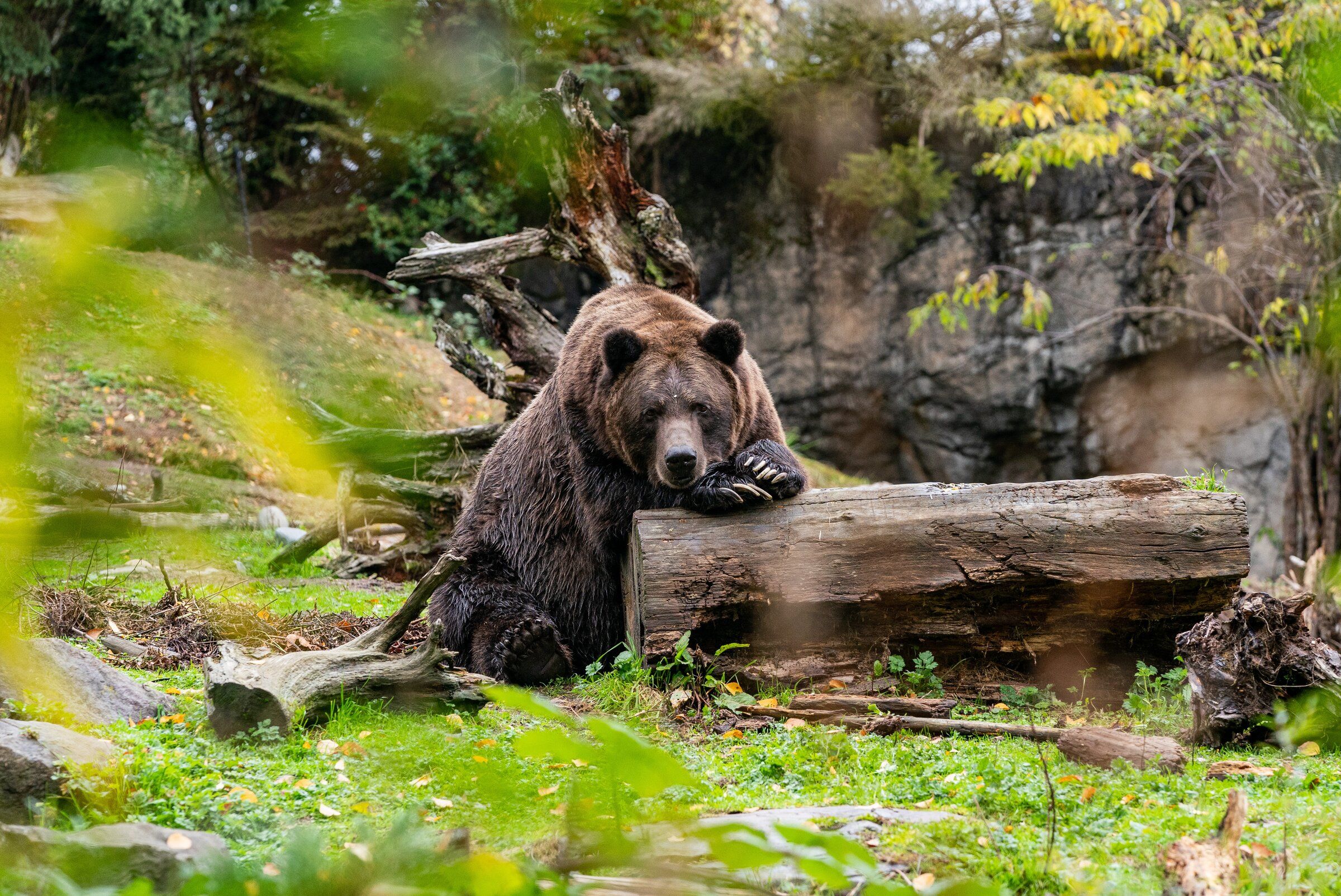 Keema, Woodland Park Zoo's 'curious and choosy' grizzly bear