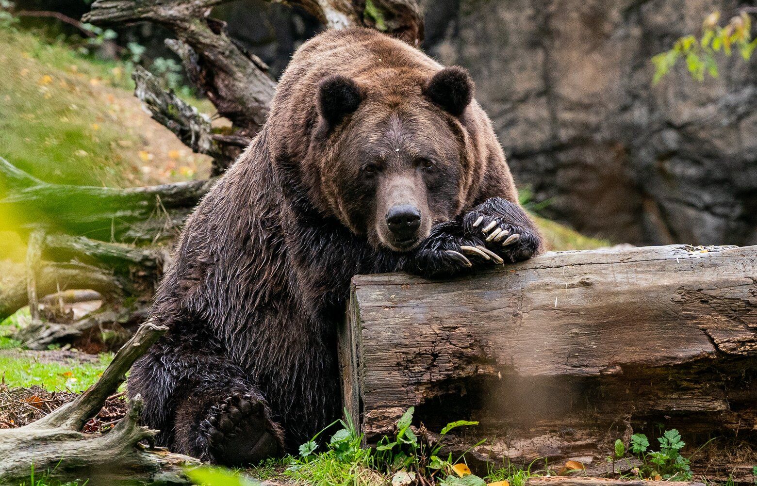 Keema, Woodland Park Zoo's 'curious and choosy' grizzly bear 