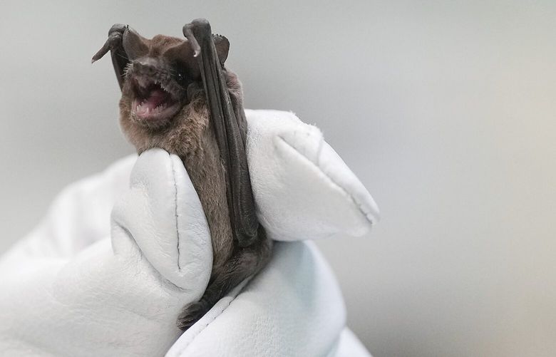 Mary Warwick, wildlife director for the Houston Humane Society, holds a Mexican free-tailed bat as it recovers from last week’s freeze on Tuesday, Dec. 27, 2022 in Houston. The freezing temperatures caused the bats to go into hypothermic shock, lose their grip on their habitat and fall to the ground. Over 1500 bats were rescued from the Waugh Street Bridge and in Pearland since Friday. The public is welcome to watch them release almost 700 of bats on Wednesday at 5:30 at Waugh Street Bridge in Houston. (Elizabeth Conley/Houston Chronicle via AP)