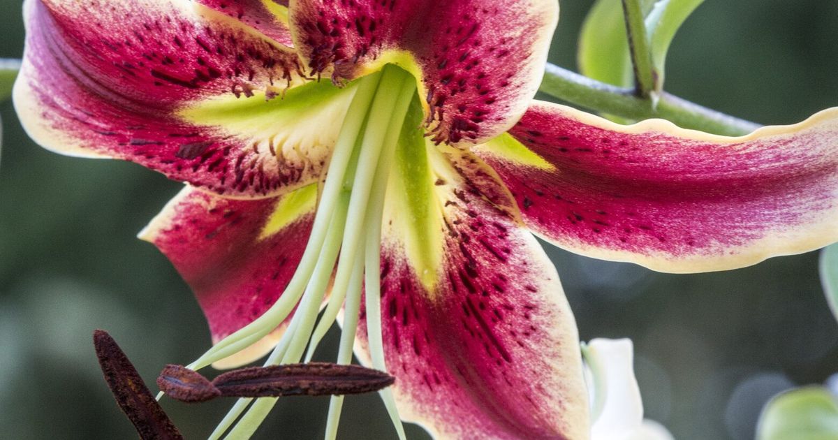 From the NW Flower & Garden Festival to Great Plant Picks, fragrance takes center stage