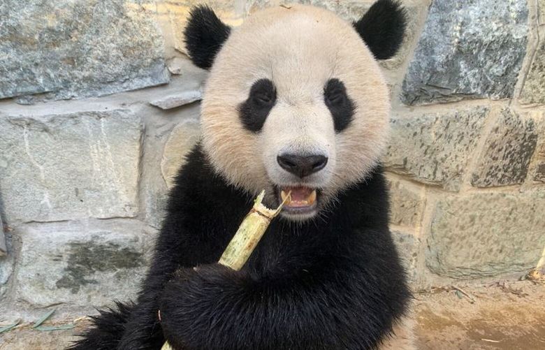Giant panda Xiao Qi Ji, who’s now 2 years old, bites down on a piece of sugar cane at the National Zoo. MUST CREDIT: Smithsonian’s National Zoo and Conservation Biology Institute