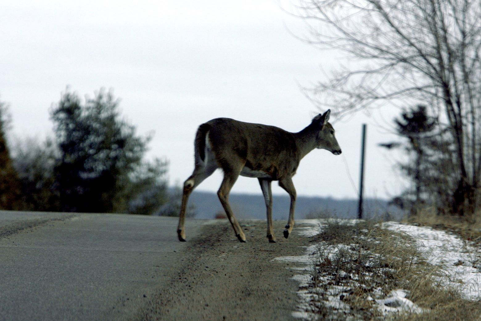Minnesota roadkill enthusiasts eat thousands of animals killed by cars |  The Seattle Times