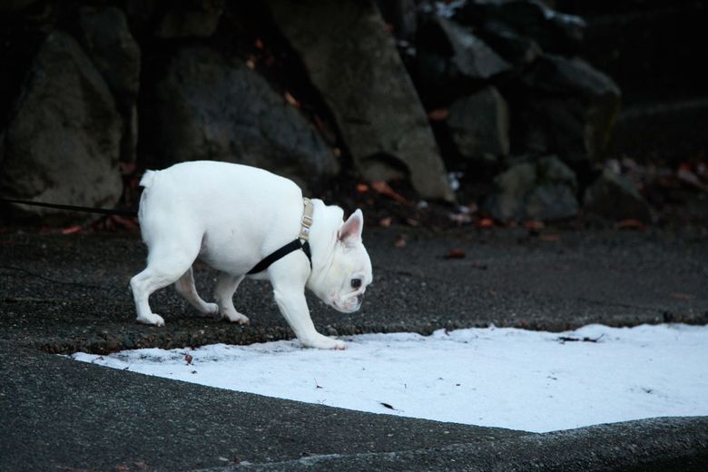 Nash, a French bulldog, goes for a walk in West Seattle Thursday, Dec. 1, 2022. A dusting of snow was visible in areas of the neighborhood during the morning. 
LO 222342