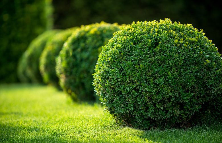 Master gardeners provide answers to questions about dying boxwoods and more. (Getty Images)