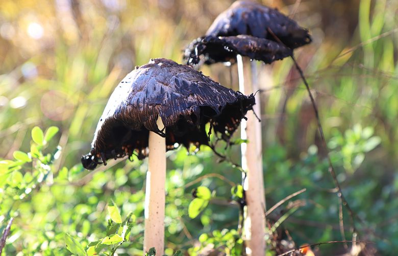 As the name suggests, Ink cap mushrooms have a dark cap. (Getty Images)