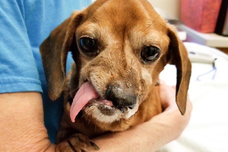 Courtroom Animal Advocate Programs give abuse victims a legal voice | The Seattle Times Courtroom Animal Advocate Programs give abuse victims a legal voice | The Seattle Times