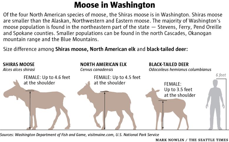 First-ever recorded moose sighting in Mount Rainier National Park | The  Seattle Times