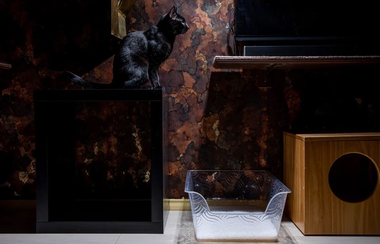 Horacio Queso sits above one of the 11 litter boxes in Kate Benjamin’s two-bedroom condo. (Photo for The Washington Post by Caitlin O’Hara).