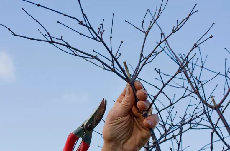 Peter Lynn, owner of Pomarius Nursery in northwest Portland, demonstrates pruning techniques for Japanese maples. Photo by Randy L. Rasmussen / The Oregonian LC- THE OREGONIAN (Randy L Rasmussen/oregonlive.com/TNS)
