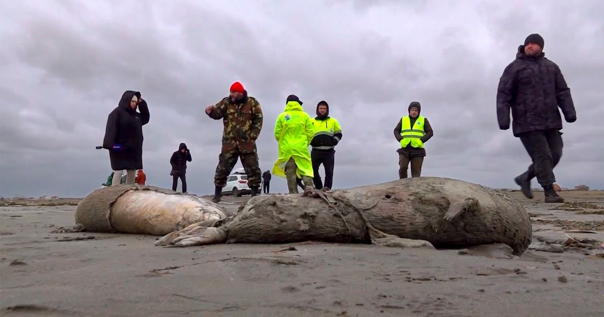1,700 dead seals found on Russia’s Caspian coast