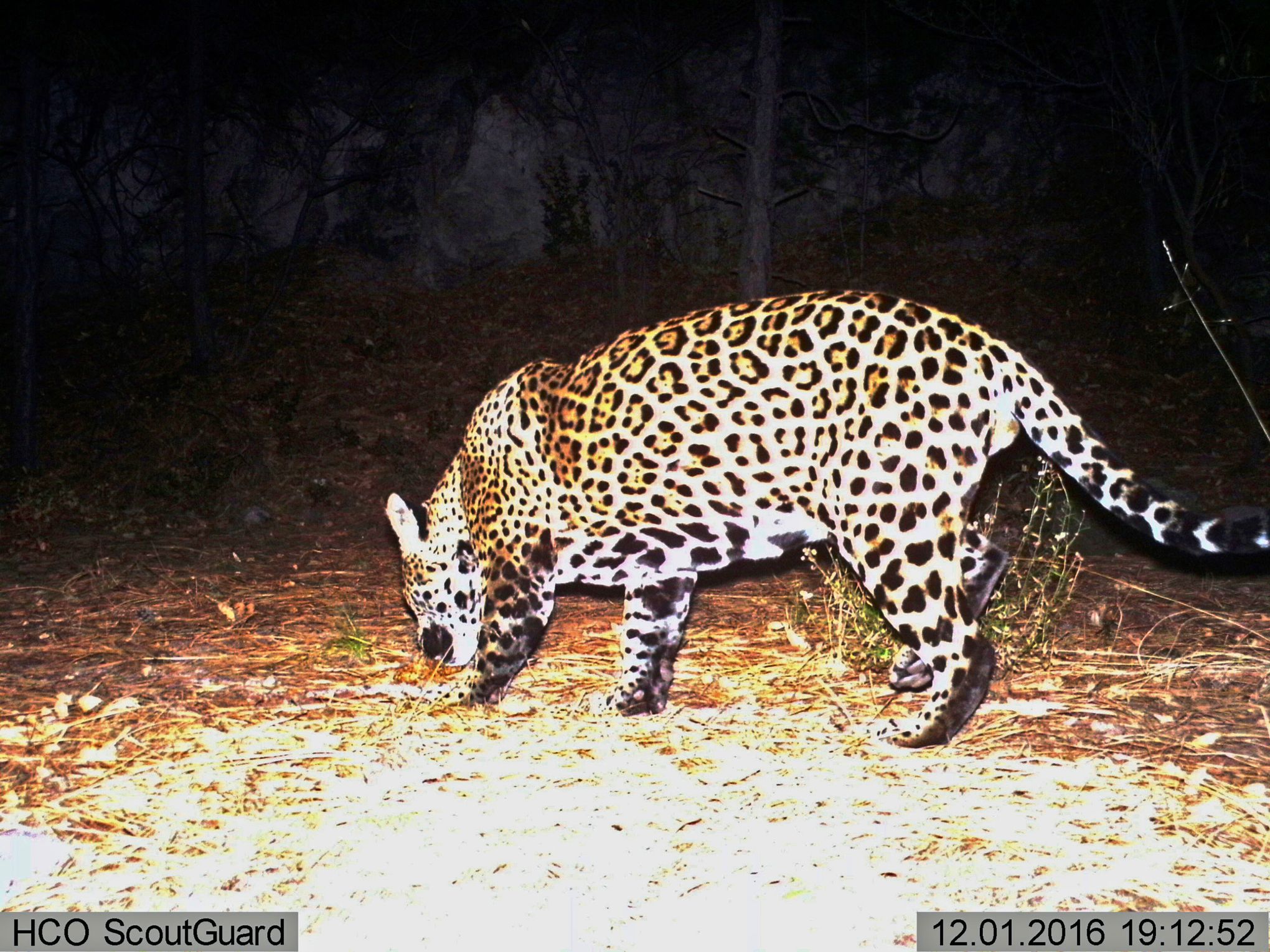 The mission to return jaguars to the US: 'We aren't right without them', Endangered species