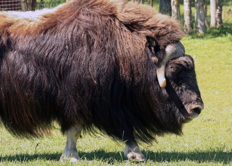FILE &#8211; A muskox stands at a specialty farm on July 9, 2010, in Palmer, Alaska. A court services officer with the Alaska State Troopers died Tuesday, Dec. 13, 2022, after being attacked by a muskox outside his home near Nome, the agency said. (AP Photo/Mark Thiessen, File)