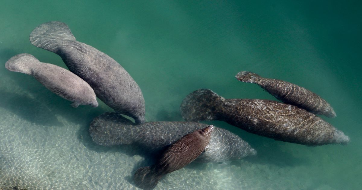 Florida manatees facing starvation fed through program | The Seattle Times
