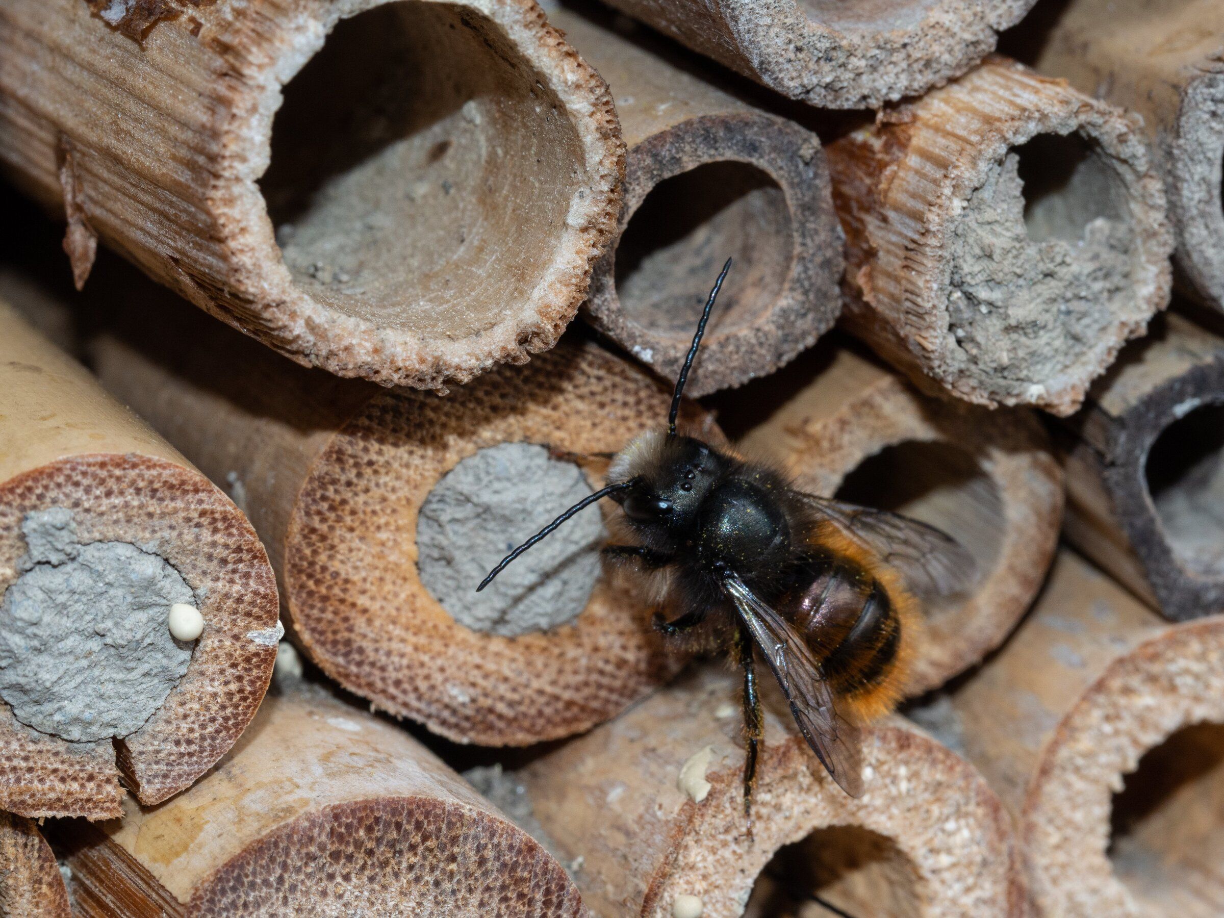 3 things Mason bees need to flourish and to give a boost to your