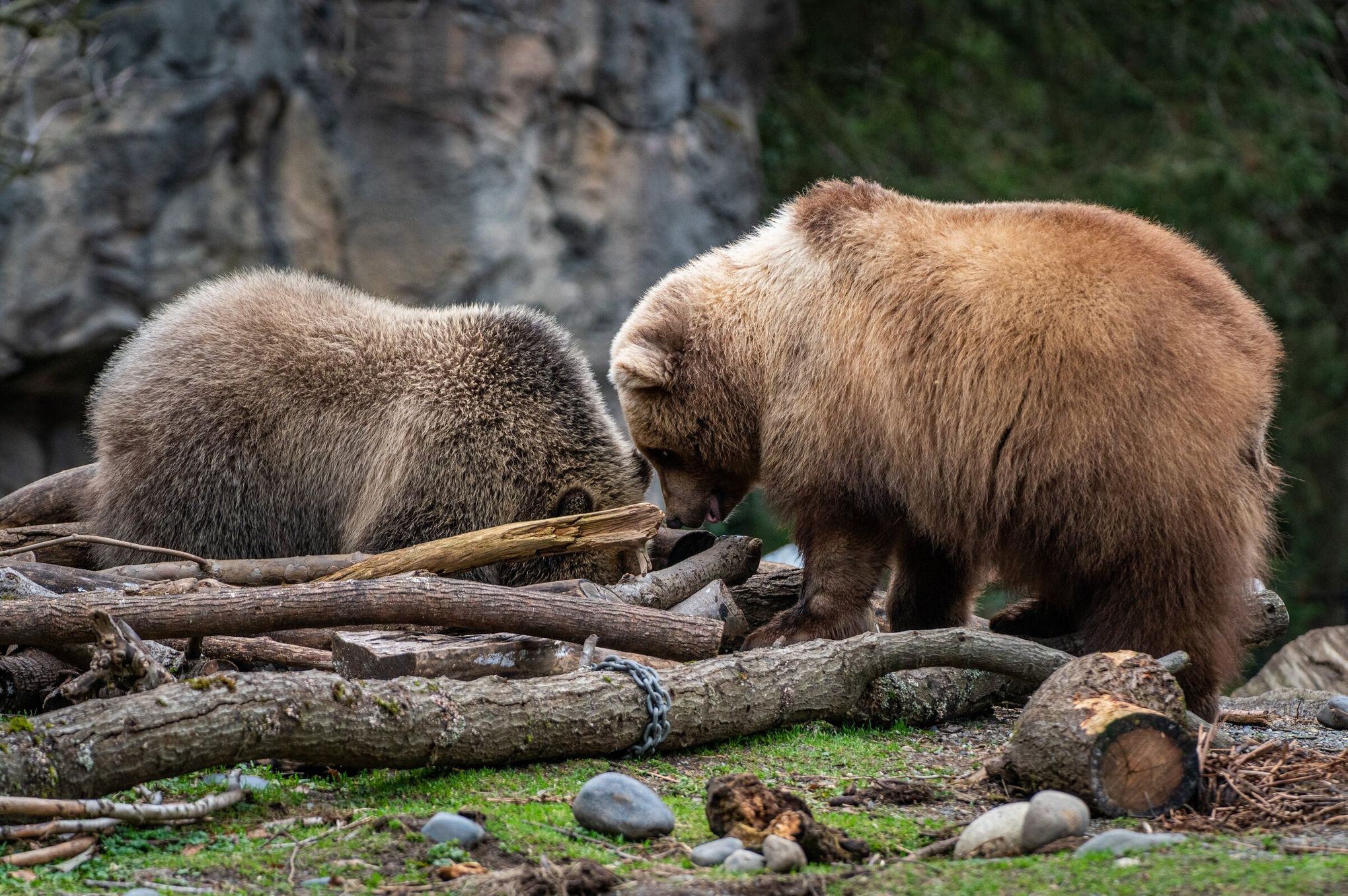 Woodland Park Zoo welcomes second bear cub — an orphan from Montana