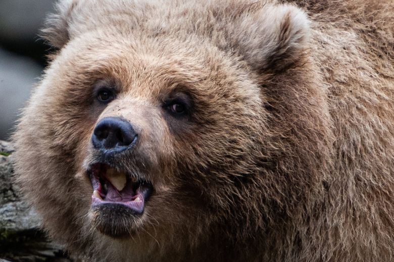 Woodland Park Zoo welcomes second bear cub — an orphan from Montana