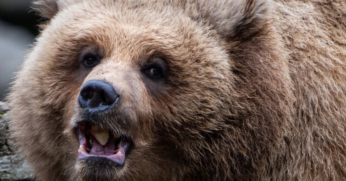 Zoo takes in orphaned brown bear cub from Alaska, bear