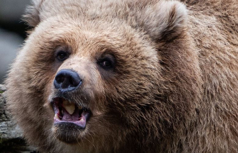 Juniper, Woodland Park Zoo’s new Alaska coastal brown bear cub, chows down on an apple that keepers put out on Thursday, Jan. 5, 2023. (Kylie Cooper / The Seattle Times)