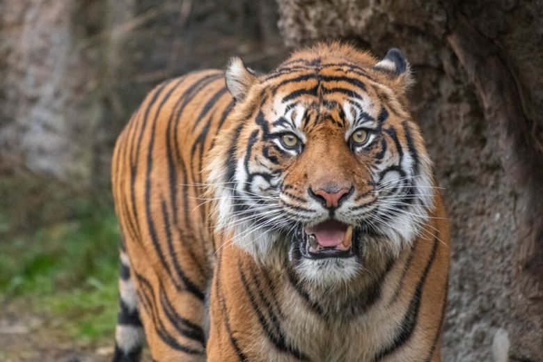 balinese tiger