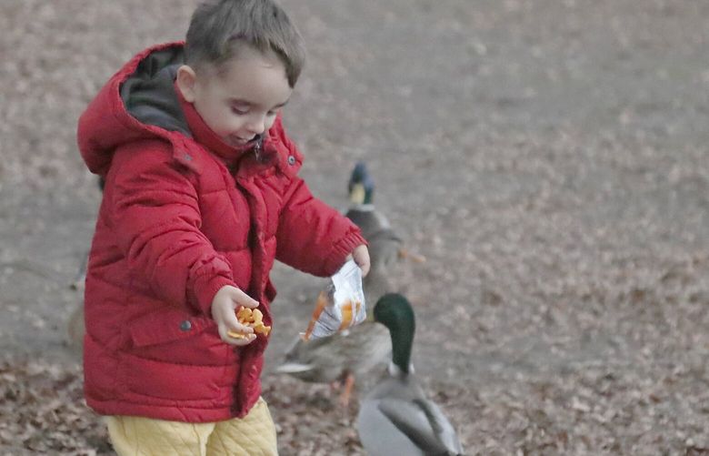 Amos Cini, 3 1/2, enjoys feeding ducks at Greenlake with his parents, Thursday, January 5, 2023.

LO LO LO 222676