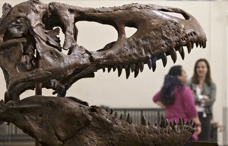A cast of a Tyrannosaurus rex discovered in Montana greets visitors as they enter the Smithsonian Museum of Natural History in Washington, Tuesday, April 15, 2014. The original fossilized bones of this T. rex arrived at the museum Tuesday and will be reassembled for display.  (AP Photo/J. Scott Applewhite) DCSA109