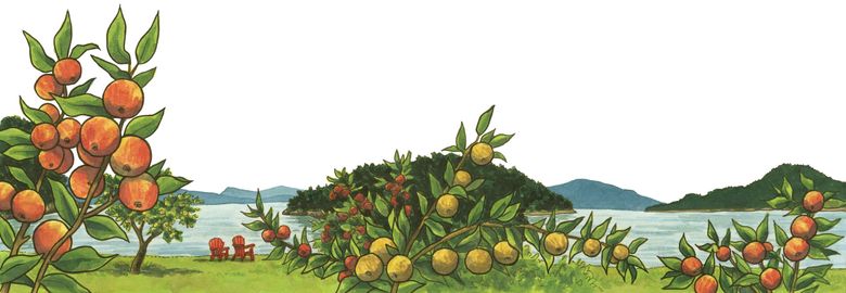 Gulf Islands National Park Reserve maintains many historic orchards, preserving heritage varieties of apples, pears, quince and other fruit. Hand-harvesting by the public is permitted within the park. (Chandler O’Leary)