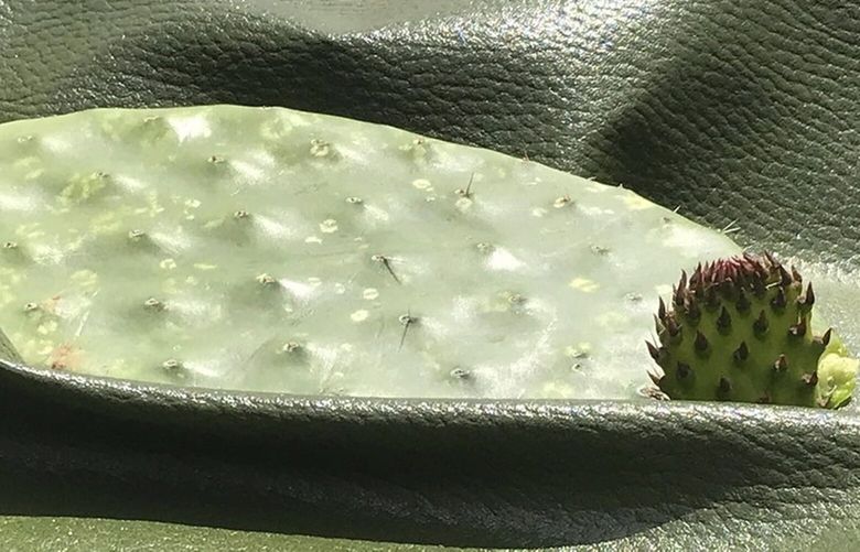 This image released by Marte Cázarez shows a cactus leaf on top of a sheet of fabric, a vegan alternative to leather made from a prickly pear cactus. The plant’s mature leaves are harvested every 6-8 months without damaging the plant. (Marte Cázarez via AP) NYCL205 NYCL205