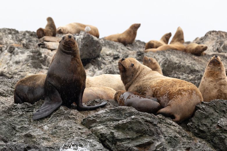Sea lions rest on Whale Rocks in the San Juan Islands in November. Their population has boomed over the past few decades. (Karen Ducey / The Seattle Times)