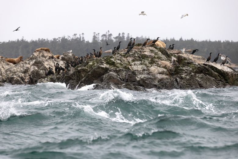 Sea lions, cormorants and seagulls flock to Whale Rocks, off Lopez and San Juan islands, in November. A new state report examines pinniped predation on the fragile salmon population. (Karen Ducey / The Seattle Times)