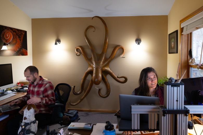 Justin Cox and Erika Nilson work in the offices of the SeaDoc Society, based in Eastsound, on Orcas Island. The organization conducts and sponsors scientific research in the Salish Sea. (Karen Ducey / The Seattle Times)
