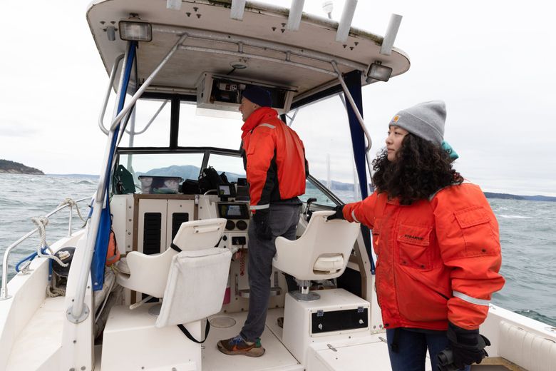 Joe Gaydos, senior scientist for the SeaDoc Society, and Catherine Lo, research assistant, monitor sea lions at play and rest in November around the San Juan Islands. (Karen Ducey / The Seattle Times)