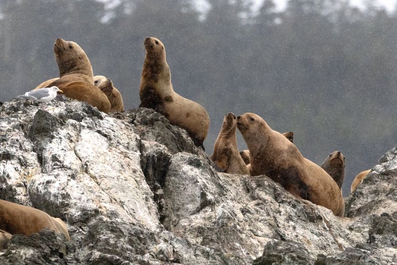 Sea lions on Whale Rocks, between San Juan and Lopez islands, keep an eye on a research vessel. (Karen Ducey / The Seattle Times)