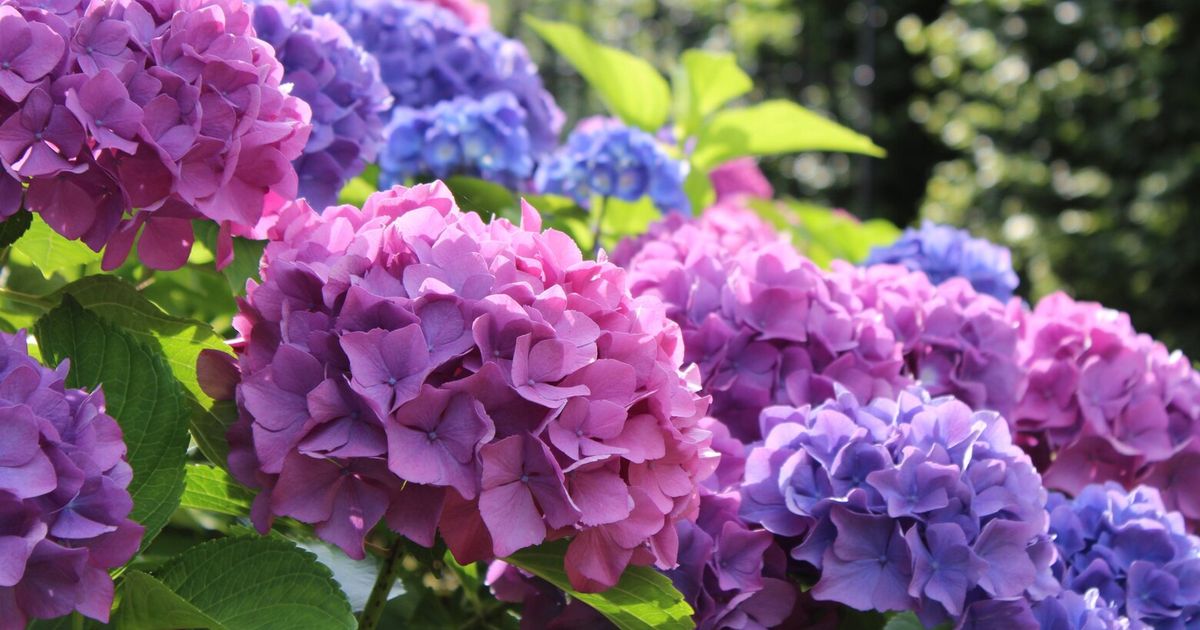 Hydrangea howtos for 3 categories — and for big, beautiful blooms