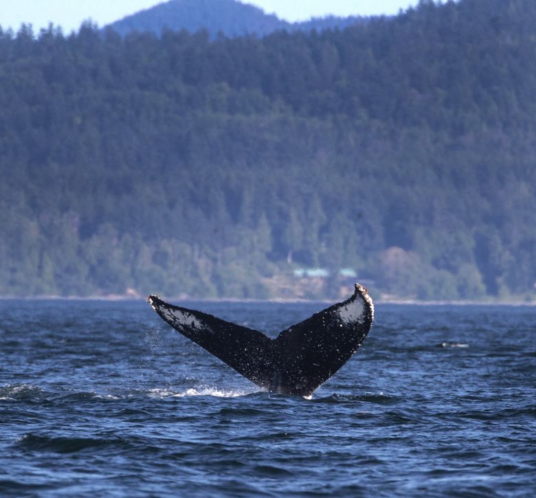Record-breaking year for whale sightings in Salish Sea | The Seattle Times