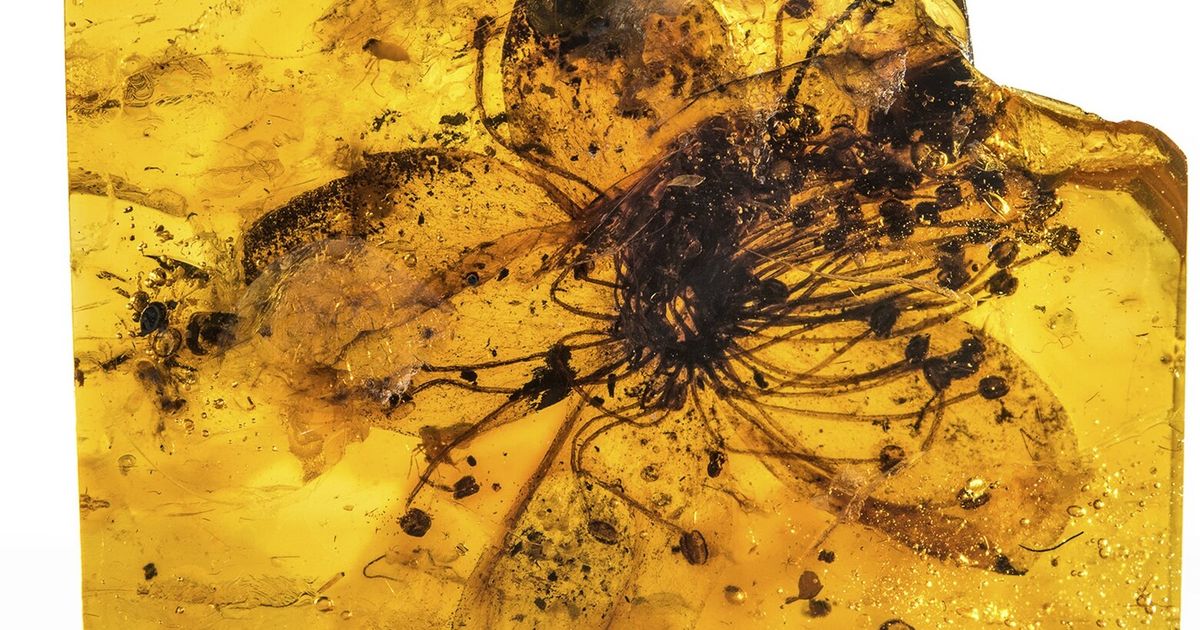 A Fossil Flower Trapped in Amber Had a Mistaken Identity for 150 Years -  The New York Times