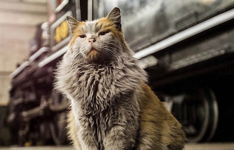 This 2018 photo provided by NNRy Museum, Steve Crise Photo, shows their resident cat, Dirt, who became an unlikely internet sensation. Dirt—short for Dirtbag—died Wednesday, Jan. 11, 2023 in the town of Ely surrounded by railroad staff, the Las Vegas Review-Journal reported. He was 15. (Steve Crise/NNRy Museum via AP) NY110 NY110