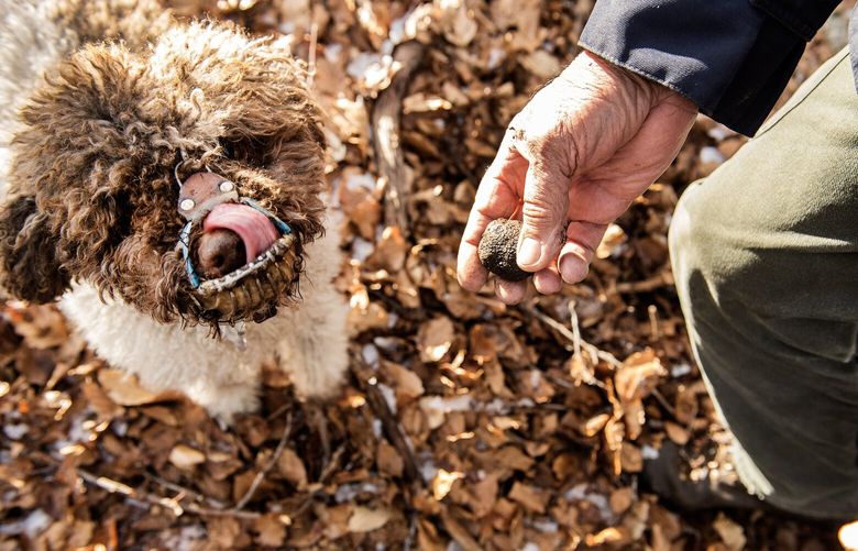 A truffle found by Bella, a Lagotto Romagnolo — a breed prized for it’s skill at finding the fungal delicacy, in woods near Camerata Nuova, Italy, Jan. 12, 2023. To protect areas rich in lucrative truffles, territorial hunters have sought to scare off outsiders and knock out the competition by blowing up pickup trucks, shooting up cars, whacking each other with their vanghetto spades, and even killing truffle-hunting dogs. (Stephanie Gengotti/The New York Times) XNYT5 XNYT5