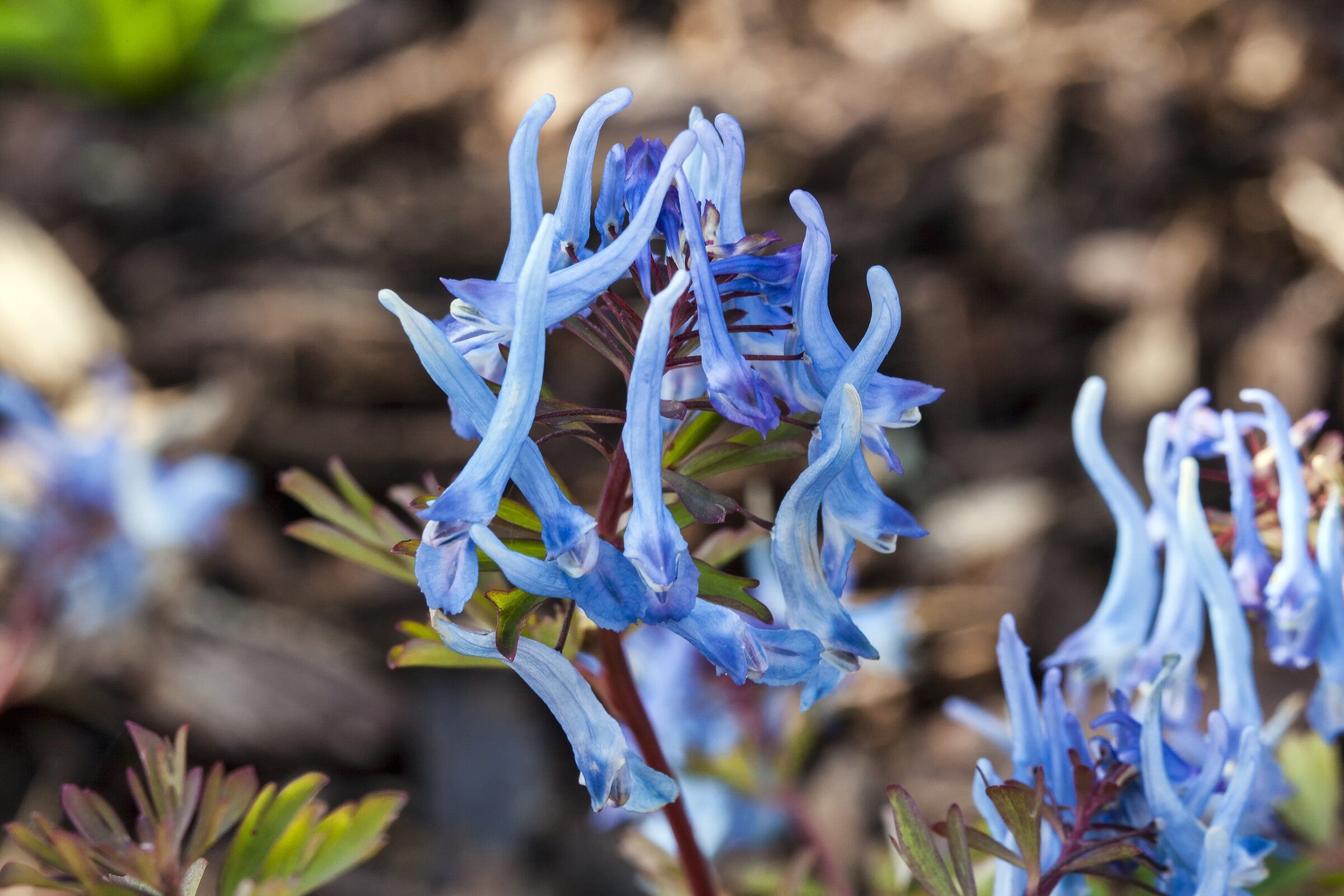 Try these 'special' spring ephemeral plants for fleeting garden