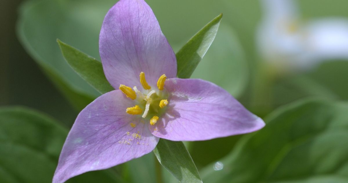 Try these ‘special’ spring ephemeral plants for fleeting garden beauty