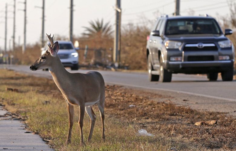 FILE – A Florida Key deer stands on the side of Overseas Highway in the aftermath of Hurricane Irma in Big Pine Key, Fla.,  Sept. 13, 2017. State officials and scientists have suggested moving a portion of some species struggling with climate change like the Key deer. (AP Photo/Alan Diaz, File) CLI107 CLI107