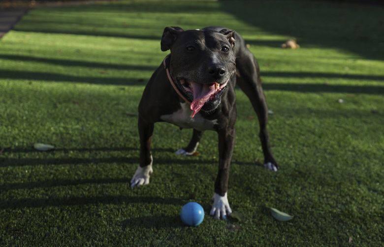 Artemis, a ten-year-old pit bull, takes a pause while playing fetch. Inspired by how what a loving dog Artemis is, Cindy Himmel, the mother of Artemis’ owner, partnered with Stand for Animals of Charlotte NC to create a fund to help pit bulls. (Melissa Melvin-Rodriguez/The Charlotte Observer via AP) NCCHN210 NCCHN210