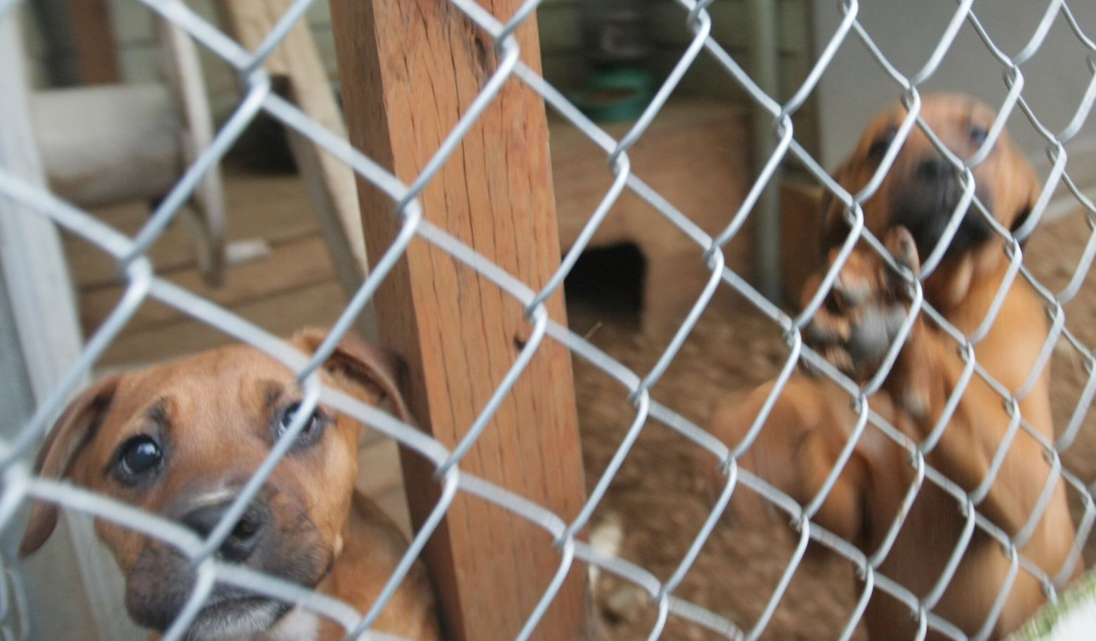 New WA law would shut the door on puppy-mill suffering | The Seattle Times