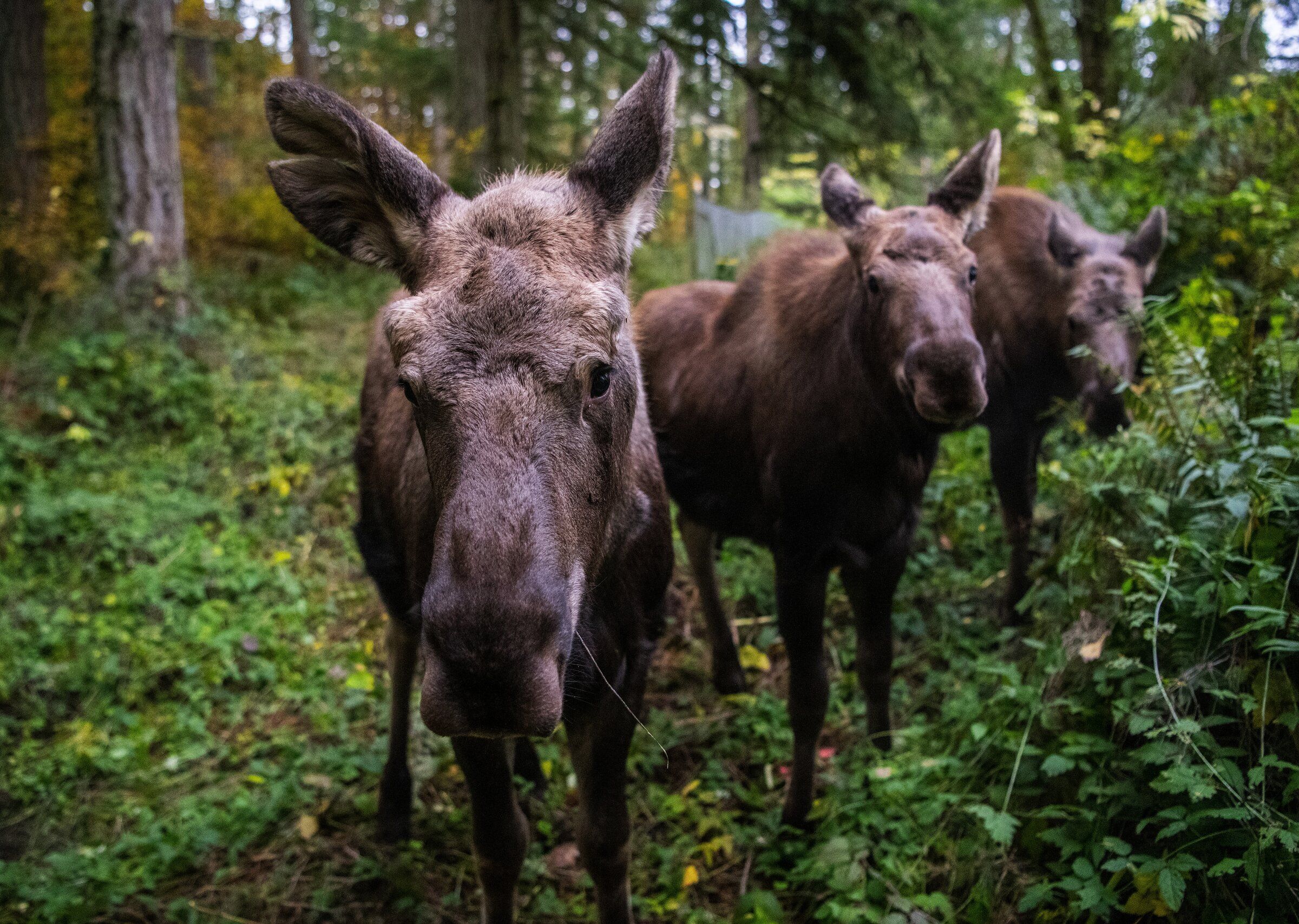 Western WA wildlife park welcomes 3 orphaned moose calves from