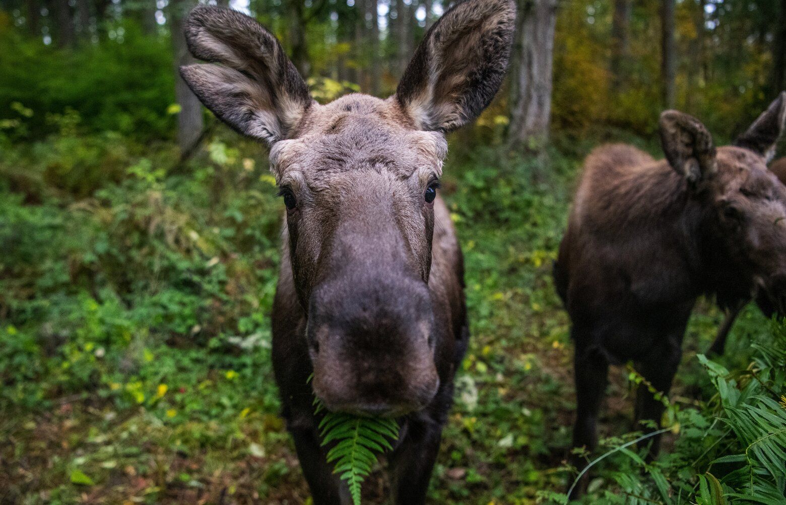 Western WA wildlife park welcomes 3 orphaned moose calves from