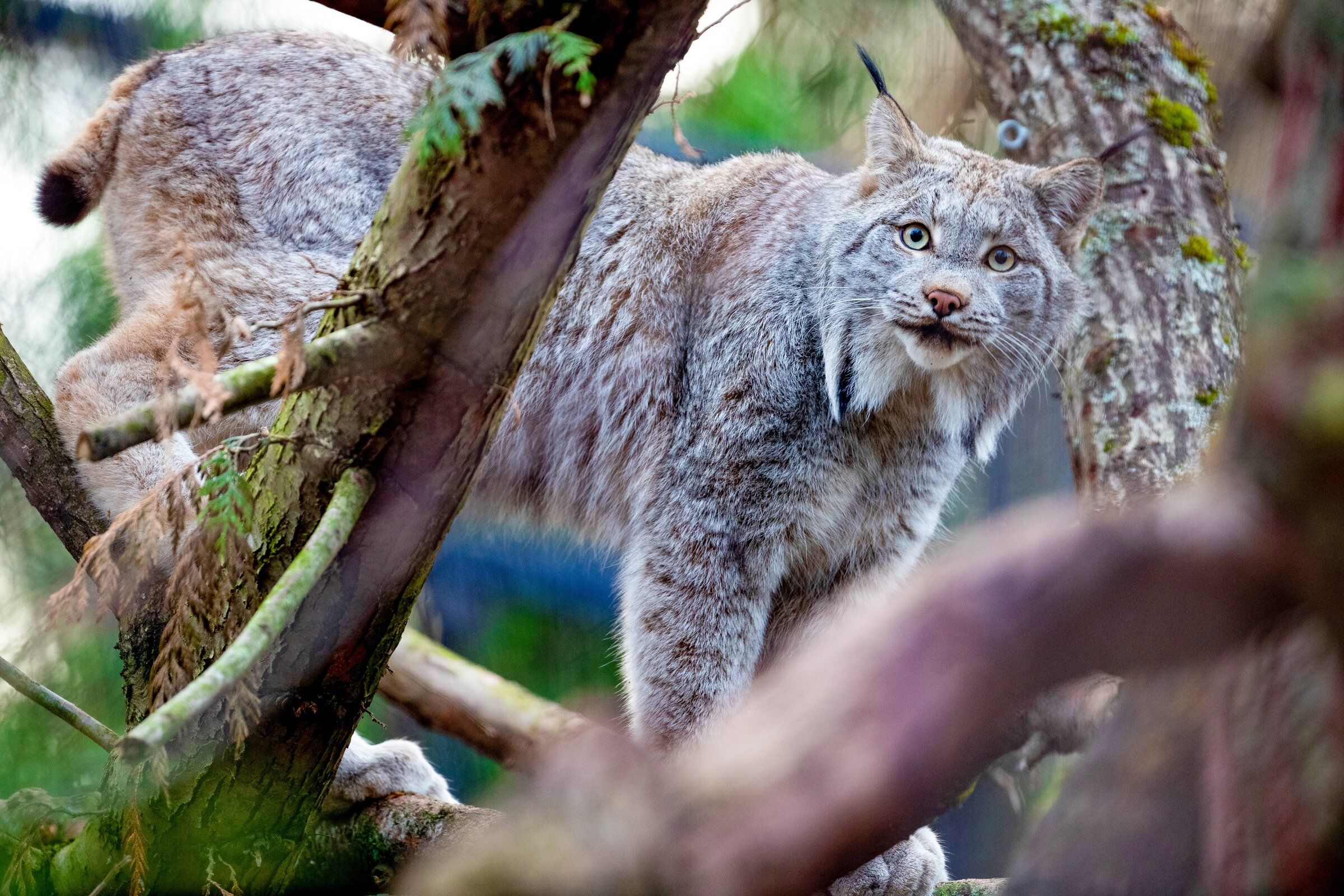 3 Canada lynx ready for visitors at Woodland Park Zoo | The