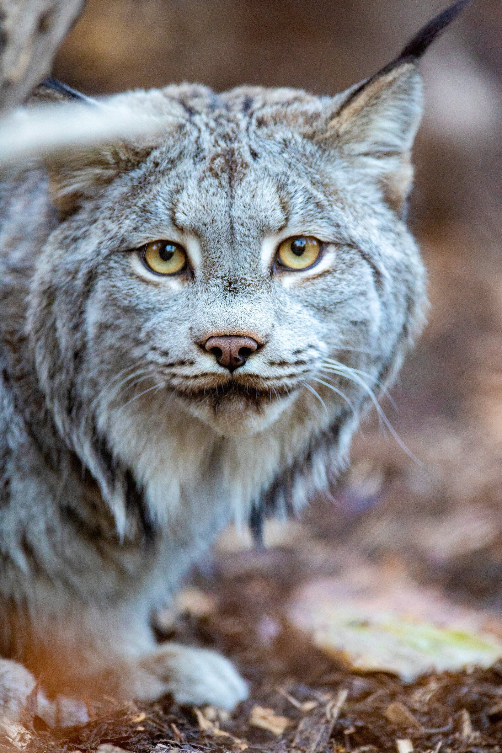 カナダ王立造幣局発行 Lynx ファインシルバー4枚セット 2005年 2005 Canadian Lynx - Pure Silver Fractional Proof Set