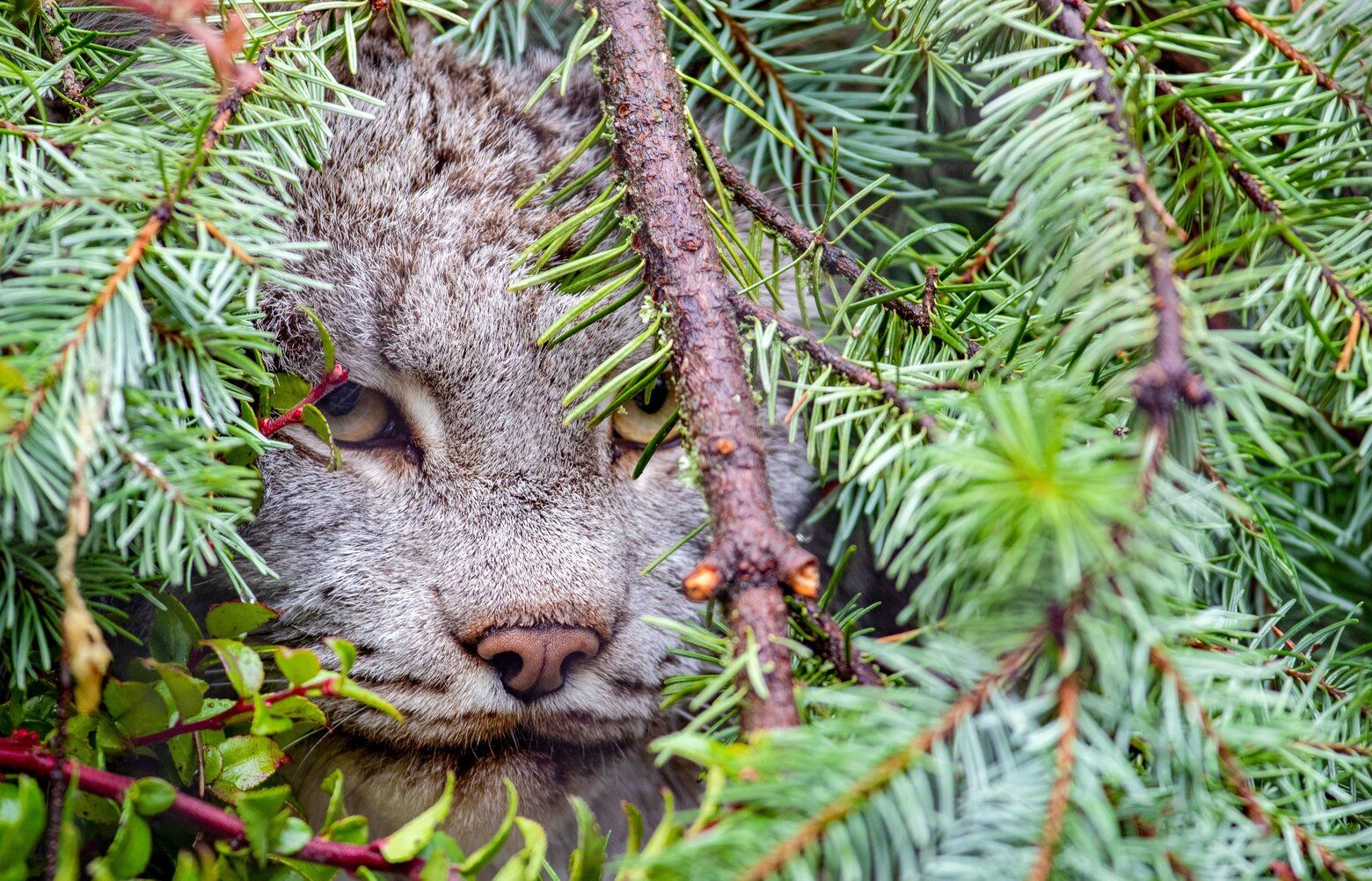 3 Canada lynx ready for visitors at Woodland Park Zoo | The
